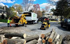 Reliable Hutto, TX Tree Removal Services Solutions